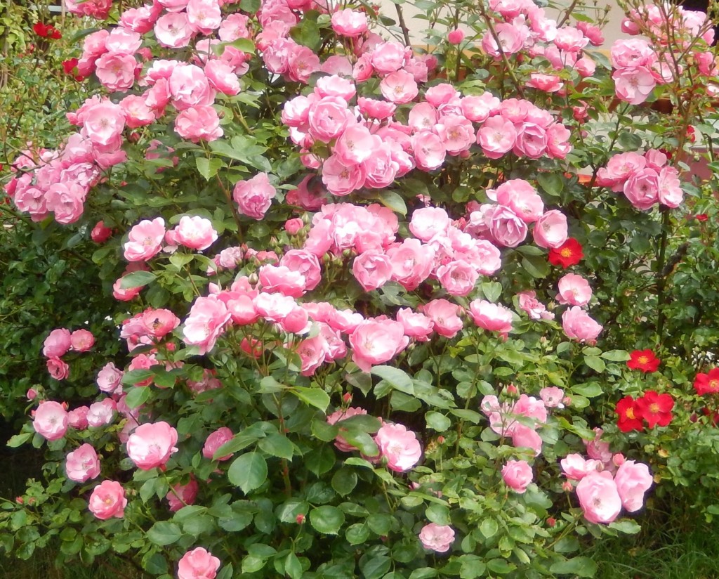 image Roses